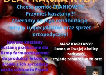 Zbiórka kasztanów
